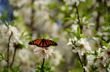 Almond tree in full bloom and beautiful butterfly, Danaus plexippus