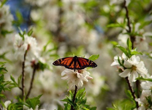Beautiful butterfly on almond tree in full bloom, Danaus plexippus