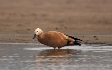 Ruddy Shelduck on the banks of Chambal river