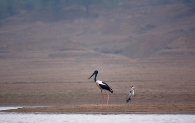 Fototapeta premium Black-necked stork and Grey heron on the shores of the Chambal river