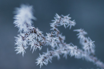 Delicate twig covered with snow, blue background.