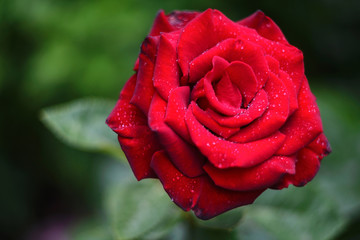 Red rose bud