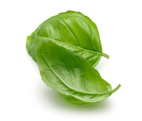Basil
