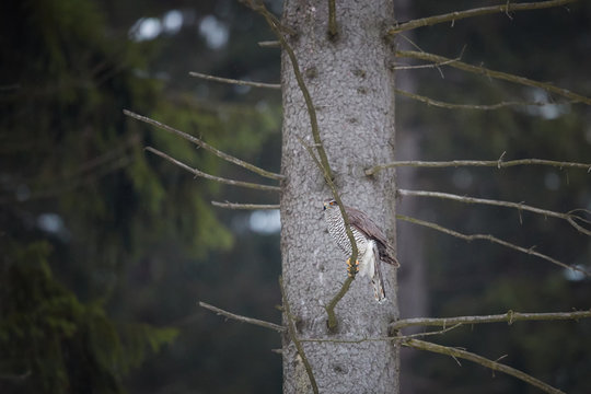 Northern goshawk, Accipiter gentilis. Bird of prey in its native spruce forest environment. Goshawk sitting on the branch, ready to hunt. Animal photography scene. Winter nature