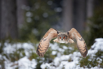 Eagle owl, Bubo bubo, huge owl flying directly at camera in snowfall against blurred snowy spruce forest. Isolated Eagle-owl with bright orange eyes flying in winter taiga forest. Owl in winter nature