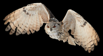 Isolated on black background, Eagle owl, Bubo bubo, biggest european owl flying    to camera with ...