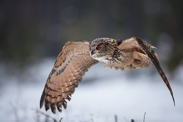 Eagle owl, Bubo bubo, biggest european owl flying next to camera with outstretched wings, against abstract snowy background. Eagle-owl with bright orange eyes in european forest. Czech highlands.