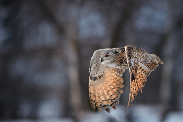 Eagle owl, Bubo bubo, huge owl flying against blurred snowy birches, backlighted by setting sun....