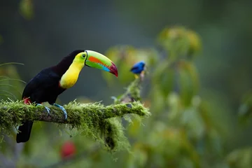 Foto op Plexiglas Kiel-billed Toucan, Ramphastos sulfuratus, beroemde tropische vogel met enorme snavel zittend op bemoste tak in het tropische woud van Boca Tapada, Costa Rica. Natuurfotografie in Midden-Amerika. © Martin Mecnarowski