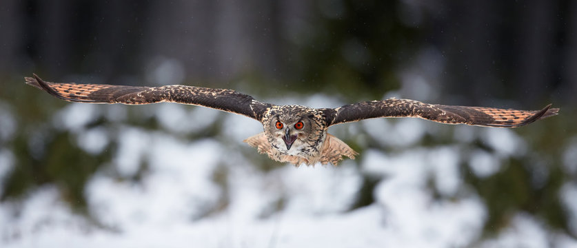 Eagle owl, Bubo bubo, biggest european owl flying  directly to camera with fully outstretched wings and opened beak against snowy background. Eagle-owl in winter european forest. Czech highlands.