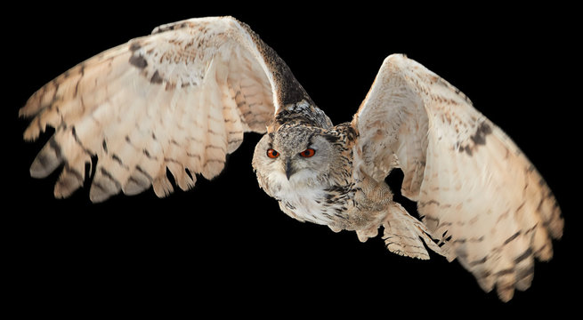 Isolated on black background, Eagle owl, Bubo bubo, biggest european owl flying    to camera with  outstretched wings. Eagle-owl isolated on black.