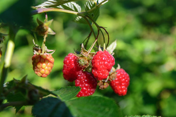 ripe garden raspberries