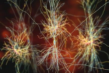 Human hippocampus neurons, computer reconstruction, 3D illustration. Damage of hippocampus is involved in development of Alzheimer's disease, other form of dementia, memory loss, epilepsy, depression
