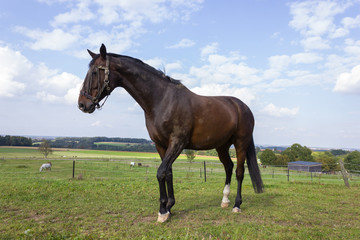 brown horse at a paddock