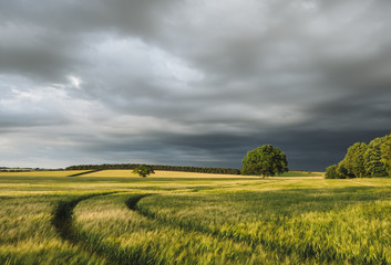 Storm clouds over a field of barley at sunset. Norfolk, UK.