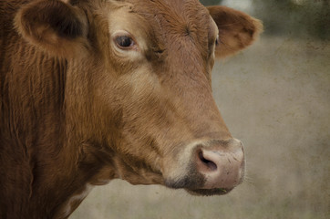 Texas longhorn cow on rural cattle farm with brown vintage texture, showing agriculture industry with authentic animal lifestyle image.  
