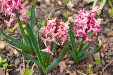Hyacinthus orientalis pink flowers with green on ground