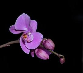 Orchidee