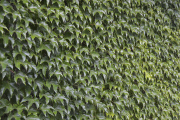 Muro di edera