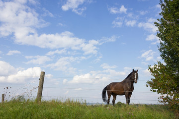 brown horse at a paddock