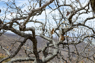 View to hills and sky through branches of naked tree