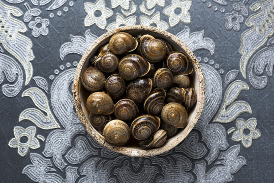 snails