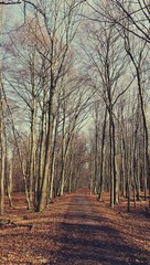 Weg durch einen Wald im Vorfrühling