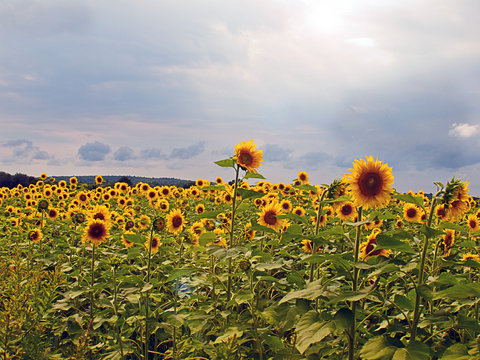 Sunflowers