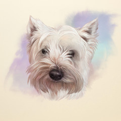 Portrait of West Highland White Terrier. Cute puppy on watercolor background. Hand drawn illustration of Dog. Watercolor Animal collection: Dogs. Good for print T-shirt, banner, cover, card.