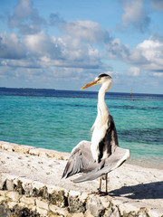 Grey Heron ( Ardea Cinera) standing on a beach in the Maldives d