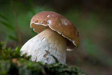 Boletus edulis (penny bun, cep, porcino or porcini) macro portrait, in the forest