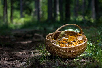Fototapeta na wymiar Basket full with forest mushrooms; Cantharellus cibarius, Boletus edulis, and other edible ones. Chanterelle is the common name of fungi in the genus Cantharellus.