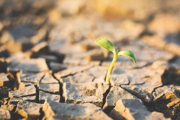 Rolgordijnen Little green plant on crack dry ground, concept drought © sawitreelyaon