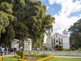 Obraz premium Santa Maria Del Tule, Oaxaca, Mexico, South America: January 2018 [Town hall and church with arbol de Tule, the biggest cyprus tree]