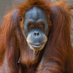 Portrait of intelligent Asian orangutan © neurobite