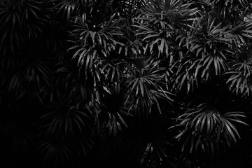 palm leaf pattern in the dark - monochrome