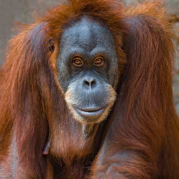 Portrait of intelligent Asian orangutan