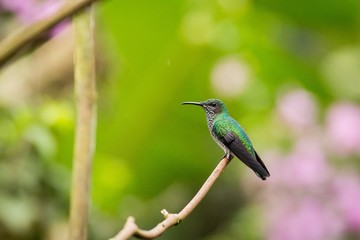 perched Andean Emerald