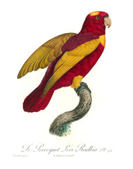 Obraz premium Illustration of a parrot.