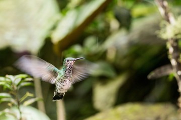 Flying Andean Emerald