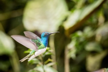 Obraz premium Close-up White-necked Jacobin