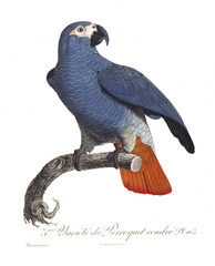 Naklejka premium Illustration of a parrot.