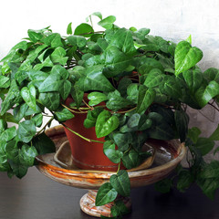 The pot. Plant. Marble Stand