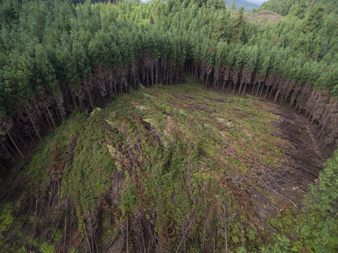 aerial view of half forest been cutting down