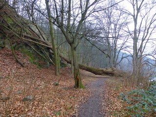 Large uprooted tree blocking a dirt path