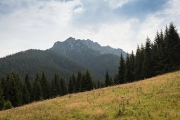 romantic mountain landscape in summer
