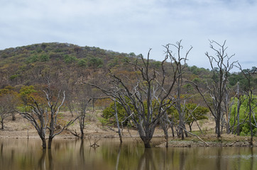 Fototapeta na wymiar Dead dry trees in the lake in the woods