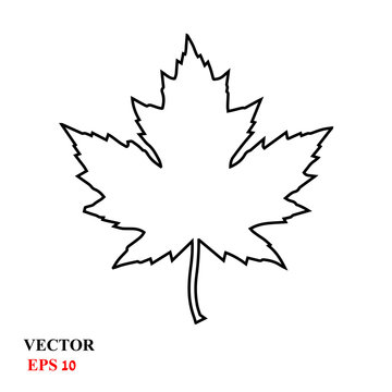 maple leaf. vector icon