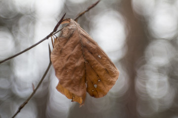 Close-up of a dried beech leaf against a background of circular bokeh