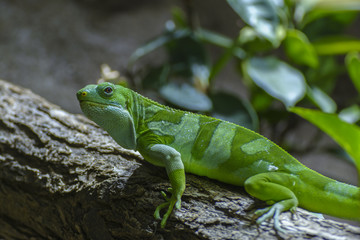 Fiji banded iguana